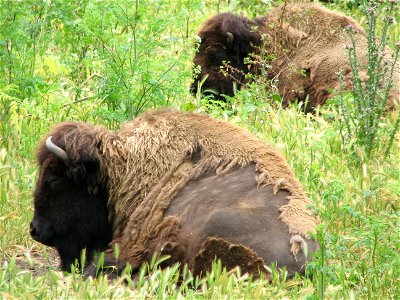 Bisons at the San Francisco Golden Gate Park Paddock