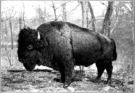 Lower figure, American Bison (B. bison).