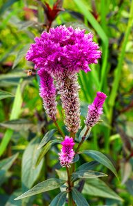 Nature flower flora