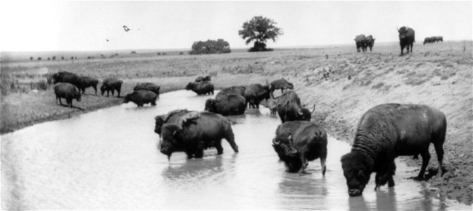 Title: Buffalo at water Abstract/medium: 1 photograph : gelatin silver print ; 16 x 21 cm. photo