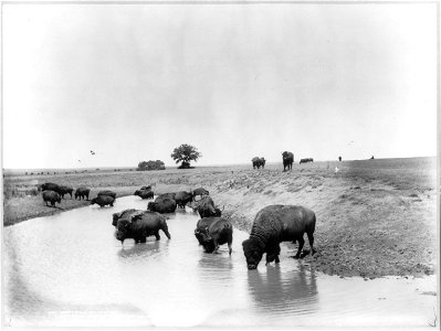 Title: Buffalo at water Abstract/medium: 1 photograph : gelatin silver print ; 16 x 21 cm. photo