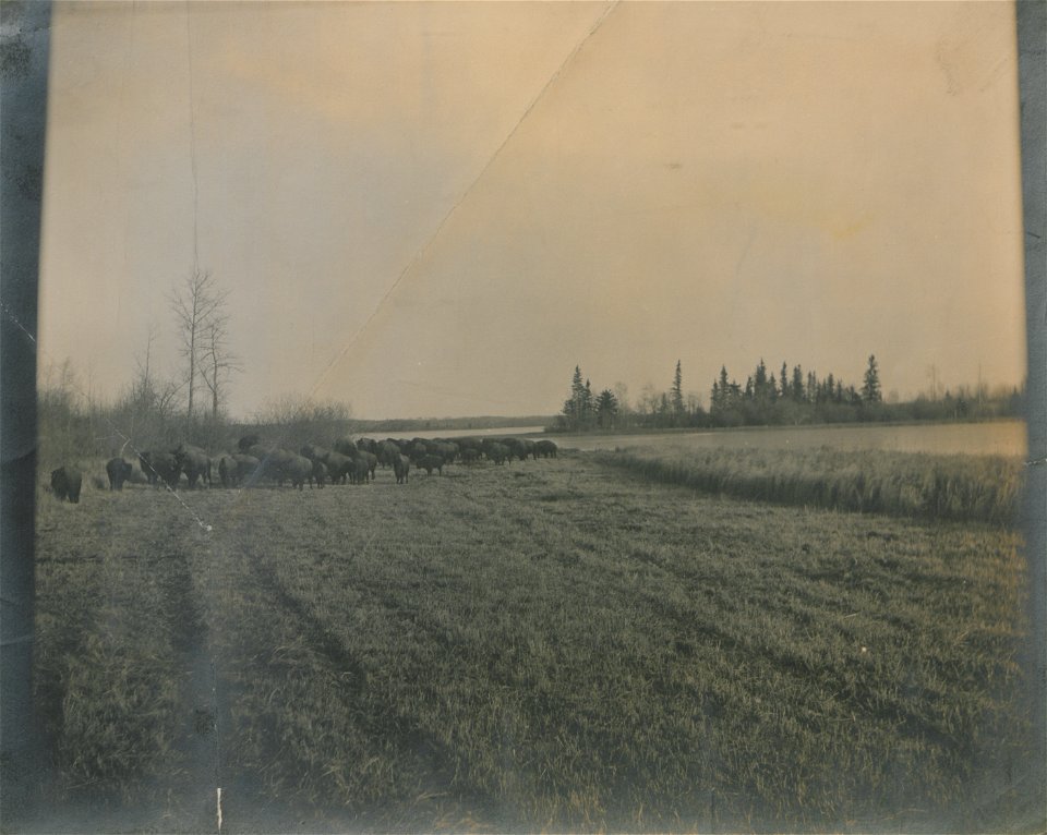 Original caption:  "Buffalo in Elk Park, Alberta."