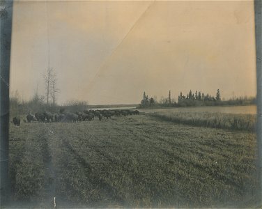 Original caption:  "Buffalo in Elk Park, Alberta."