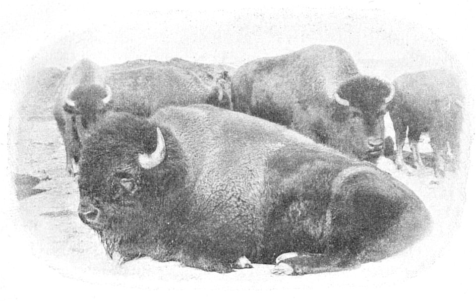 "Buffalo" (i.e. Bison bison) in Canada.