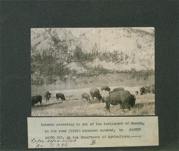 Herd of buffaloes in the National Park, Banff North West Territories, Canada. Photo B.