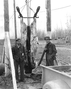 Image title: Hunters with dressed out bull bison vintage photo
Image from Public domain images website, http://www.public-domain-image.com/full-image/vintage-photography-public-domain-images-pictures/