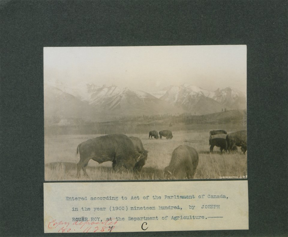 Herd of buffaloes in the National Park, Banff North West Territories, Canada. Photo C.
