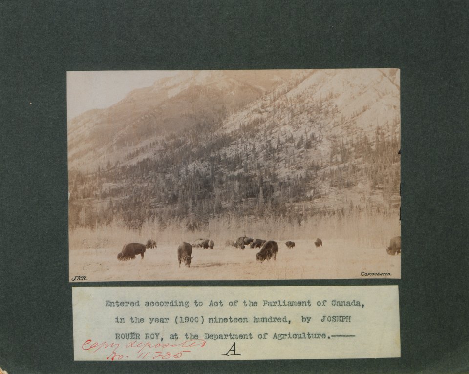 Herd of buffaloes in the National Park, Banff, North West Territories Canada. Photo A.