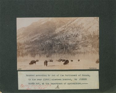 Herd of buffaloes in the National Park, Banff, North West Territories Canada. Photo A.