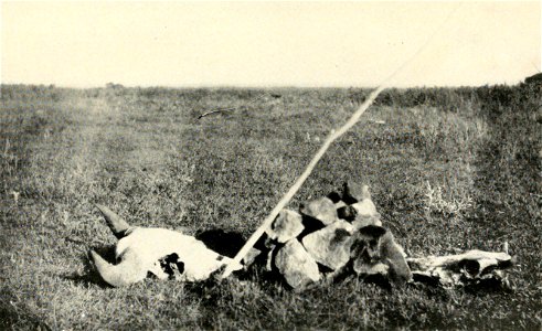 Sign left by the Lakota (Dakota) Indians during the Great Sioux War in 1876. Arikara Indian scouts with the U.S. Army thought the skull of the Buffalo bull represented the Lakotas and the smaller skul photo