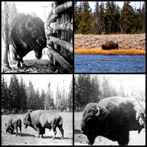 It's a #TBT Buffalo Bonanza! — Well, how about several shots related to the mighty buffalo for our throwback today? (Top Left) Taken in 1897, this buffalo was seen on Frank Island in Yellowstone Lake 