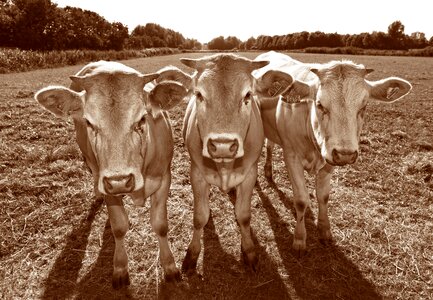 Young three cattle
