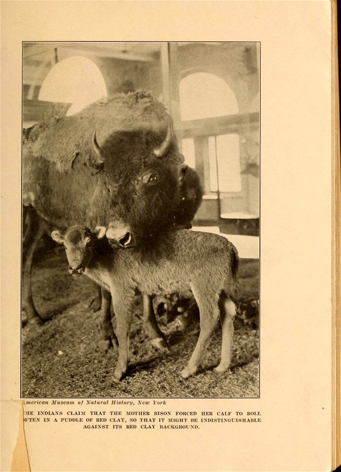 American Museum of Natural History, New York 
HE INDIANS CLAIM THAT THE MOTHER BISON FORCED HER CALF TO ROLL 
,FTEN IN A PUDDLE OF RED CLAY, SO THAT IT MIGHT BE INDISTINGUISHABLE 

AGAINST ITS RED CLA