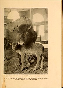 American Museum of Natural History, New York 
HE INDIANS CLAIM THAT THE MOTHER BISON FORCED HER CALF TO ROLL 
,FTEN IN A PUDDLE OF RED CLAY, SO THAT IT MIGHT BE INDISTINGUISHABLE 

AGAINST ITS RED CLA
