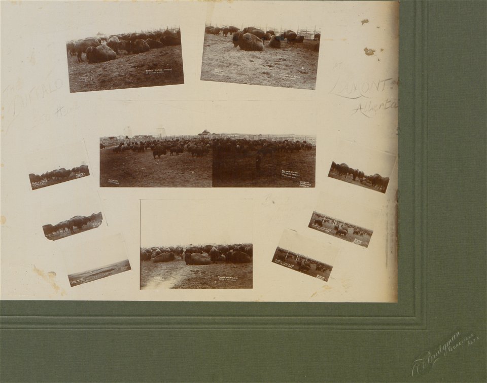 The buffalo (350 head) at Lament, Alberta. Deposit Collection