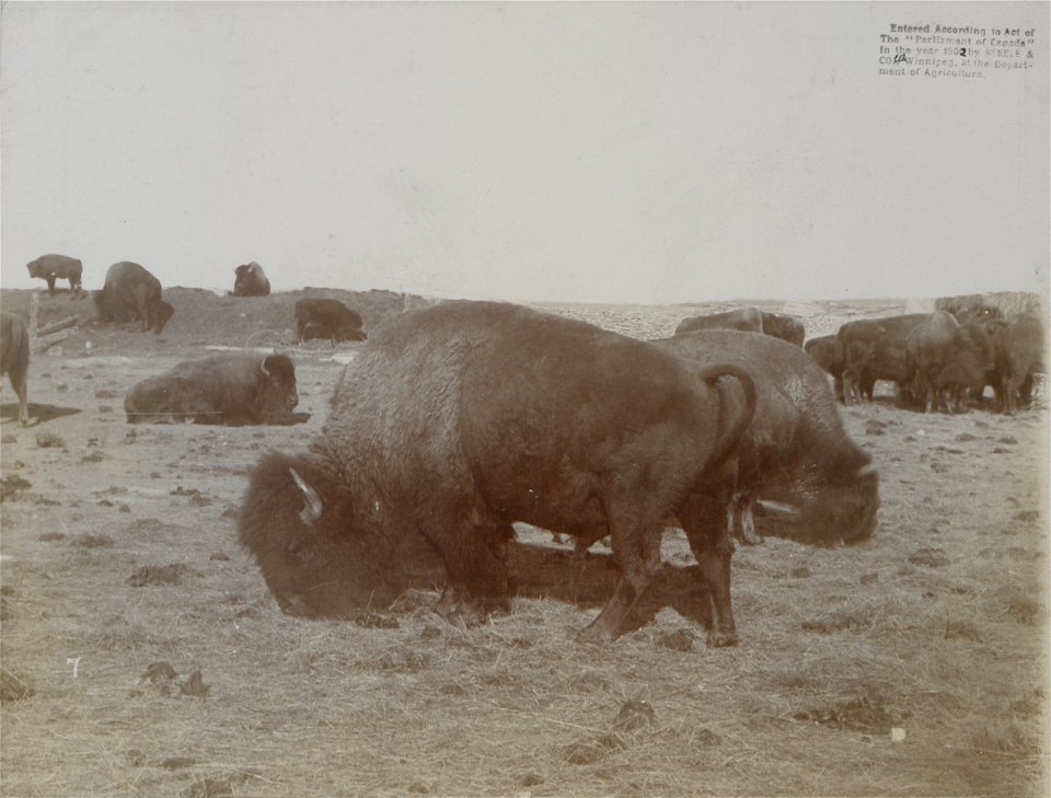Original caption:  "The last of the Canadian buffaloes. Photo No. 581."