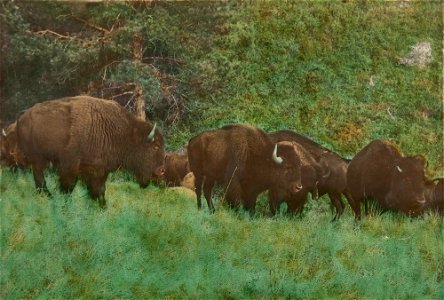 Untitled (buffalo)