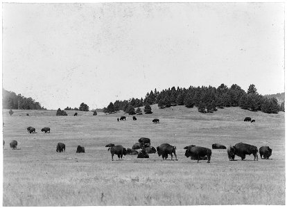 A herd of buffalo graze on the range