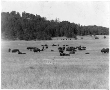 Another view of the buffalo herd photo