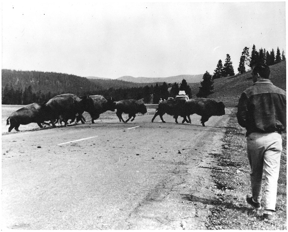 Buffalo crossing the road