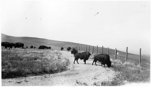 An view of  grazing on the Flathead Reservation in Montana.