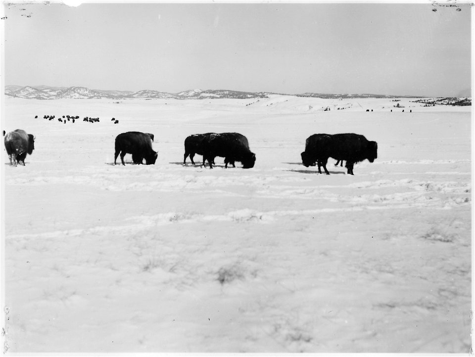 Buffalo cross the snow packed rangeland