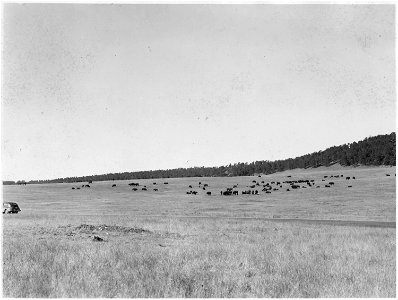 Buffalo herd grazes across the landscape