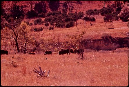 BUFFALO HERD ON BELL RANCH