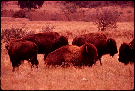 BUFFALO HERD ON BELL RANCH