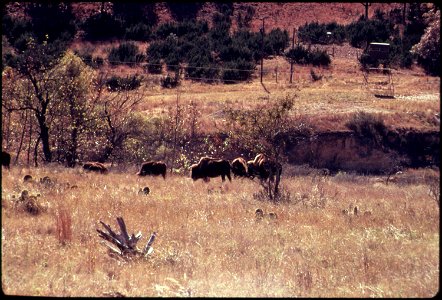 BUFFALO HERD ON BELL RANCH photo