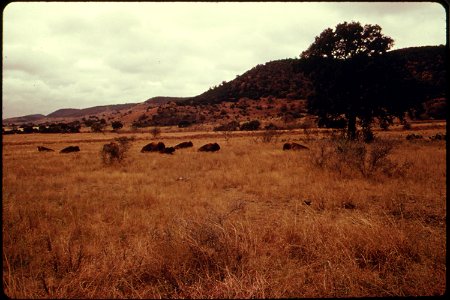 BUFFALO HERD ON BELL RANCH photo