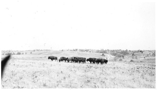 Buffalo herd on the range photo