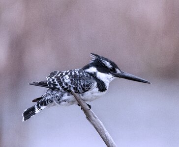 Nature wildlife kingfisher