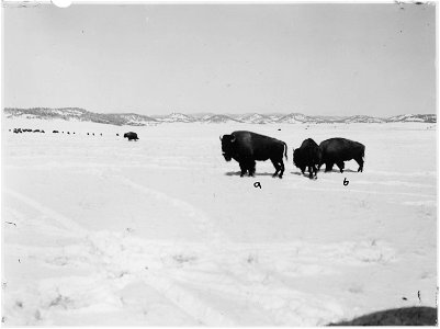 Buffalo in the snow