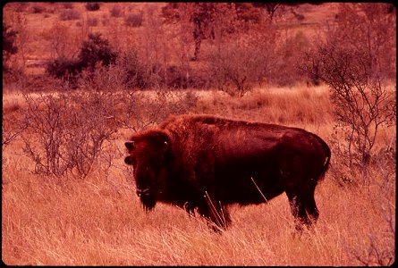 BUFFALO ON BELL RANCH