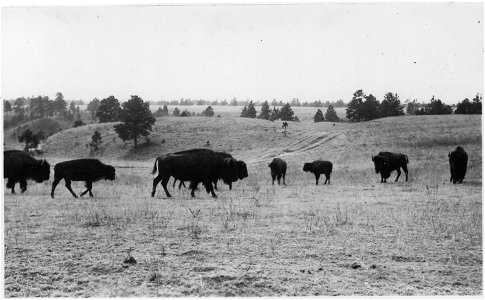 Buffalo on the range