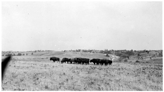 Prairie vista surrounds the small herd. photo