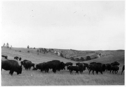 Herd of buffalo photo