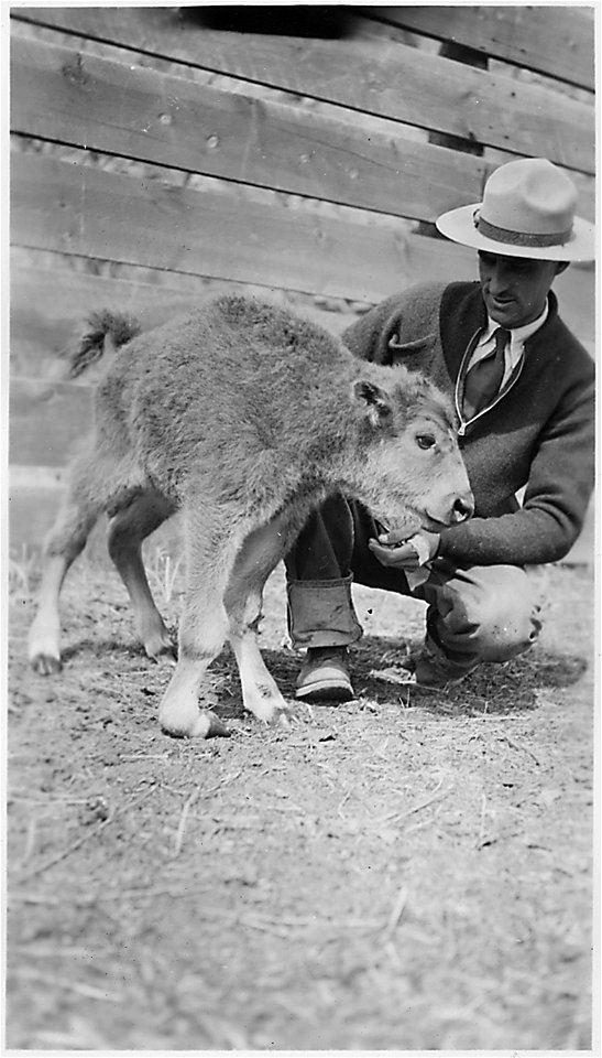 Front view of buffalo calf with park ranger