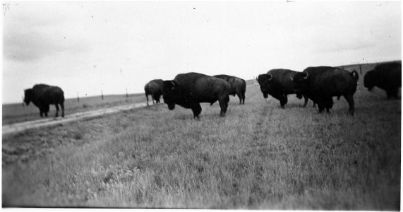 Herd of buffalo roam the range photo