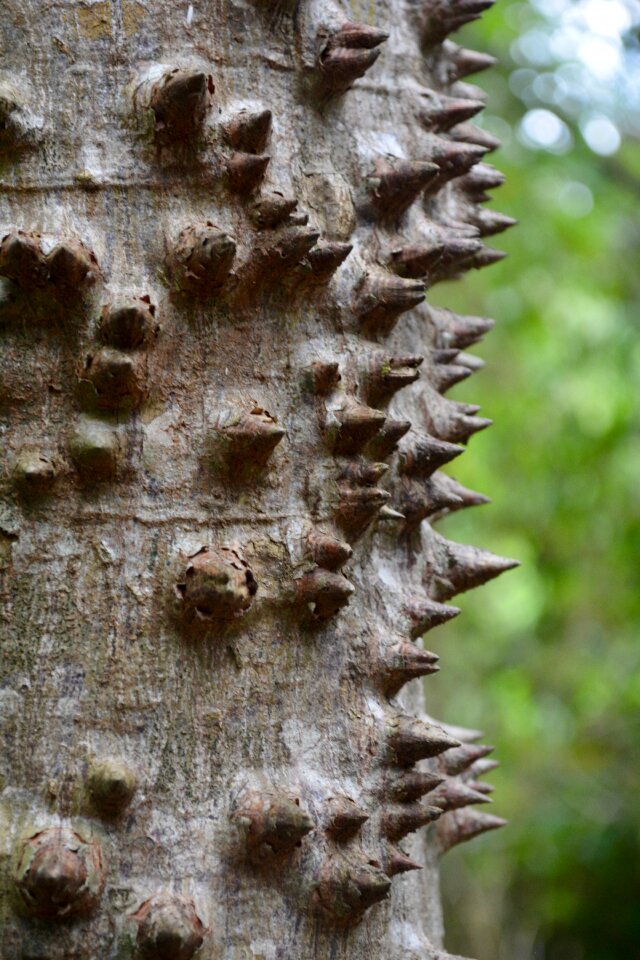 Wood texture old