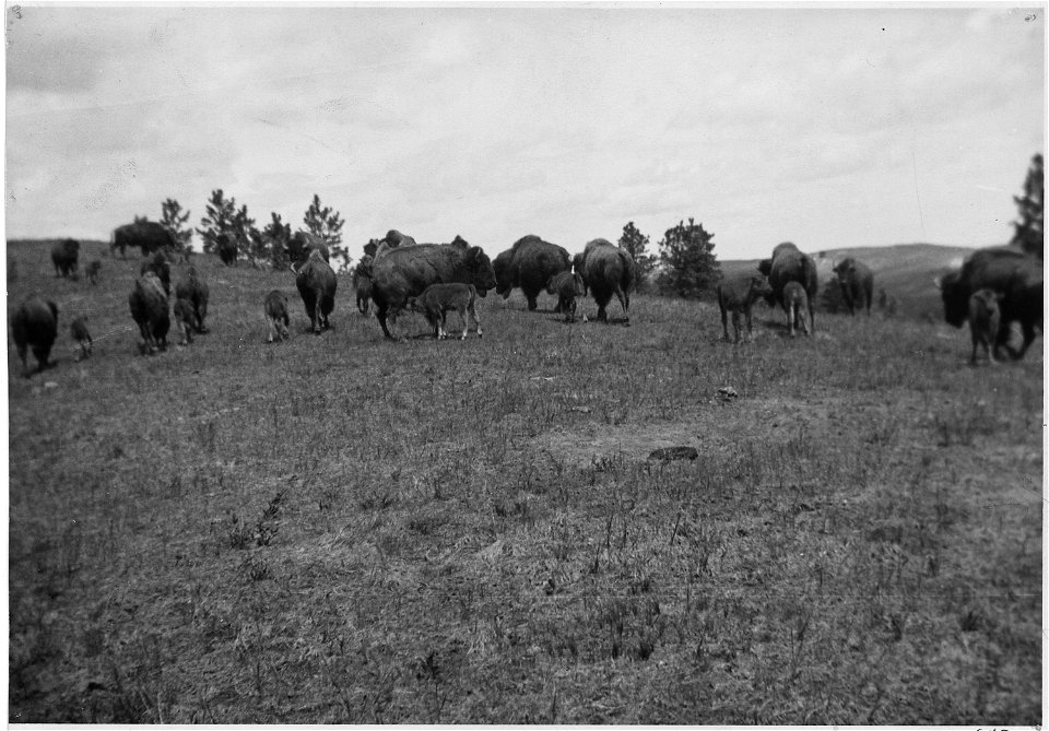 Herd of Buffalo that includes calfs