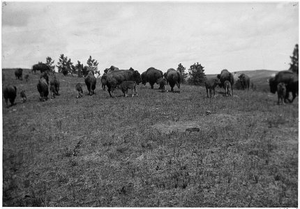 Herd of Buffalo that includes calfs photo