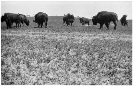 Herd of buffalo, some with long horns