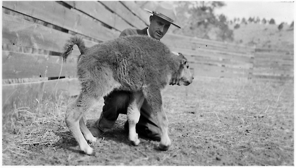 Park ranger holds a buffalo calf