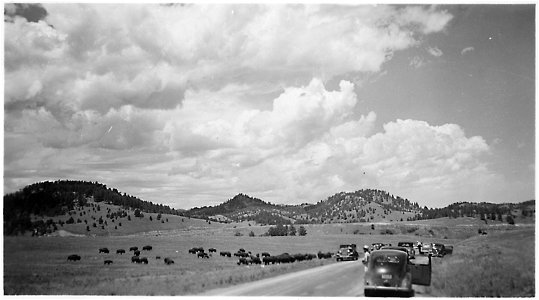 More cars park to watch the buffalo in the field