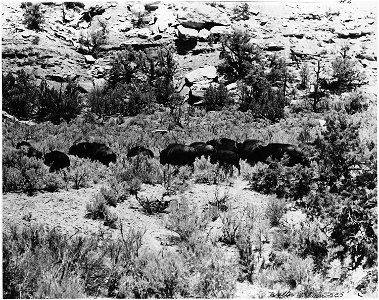 Small herd of buffalo photo