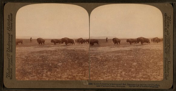 Some of America's famous and fast disappearing natives--wild buffalo near Flathead Lake, Montana.