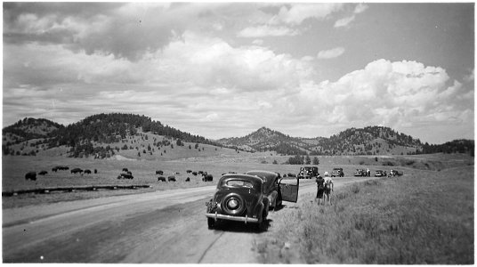 Visitors leave their cars parked along the road to photograph buffalo in the field