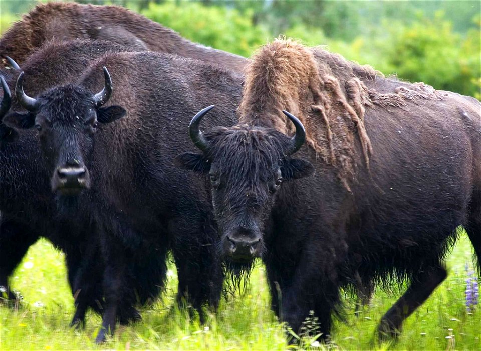 Image title: Wood bison or mountain buffalo bison bison athabascae
Image from Public domain images website, http://www.public-domain-image.com/full-image/fauna-animals-public-domain-images-pictures/bi